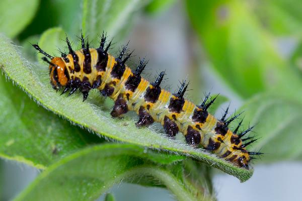 SOUTH AFRICA, Fourth instar larva of Catacroptera cloanthe